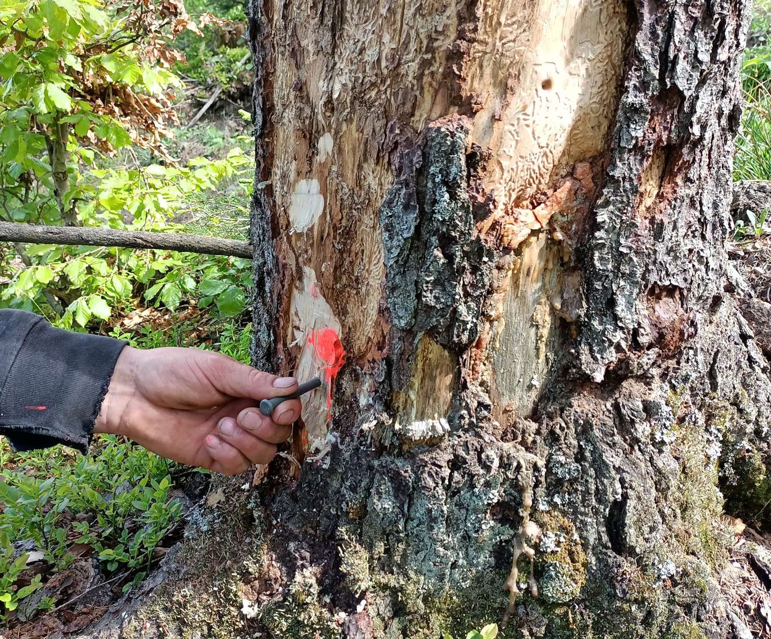 feel Stand up instead Invoice Premieră în România: La Ghimeș-Făget s-a făcut prima marcare de arbori cu  tehnologie RFID - ForestMania