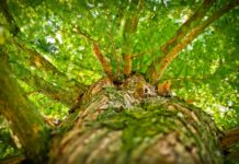Arborii remarcabili ai României vor fi protejați printr-un catalog național public