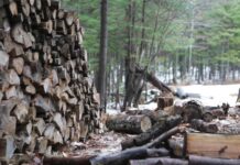 Criza din industria lemnului din Bulgaria: Închiderea MONDI Stamboliyski și suspendarea Kronospan, semne ale unui colaps sistemic?