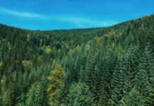 Restricționarea exploatării forestiere în UE ar costa blocul comunitar sume uriașe, iar beneficiile climatice ar fi practic insignifiante