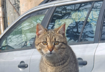 Străjeri blânzi ai munților: lecții de curaj și perseverență de la feline