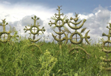 Poezia naturii în mâinile unei artiste: povestea lui Gintvilė Giedraitienė