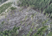 Furtuna Dave lovește sudul Suediei: Peste 2 milioane de metri cubi de lemn doborâți. Risc de infestare cu gândacul de scoarță