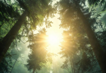 Ziua Pământului 2026: „Our Power, Our Planet” – Pădurile României, între puterea comunităților și provocările actuale