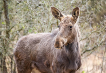 Moment istoric pentru biodiversitatea României: Elanul revine în pădurile administrate de Romsilva, în Parcul Natural Vânători Neamț